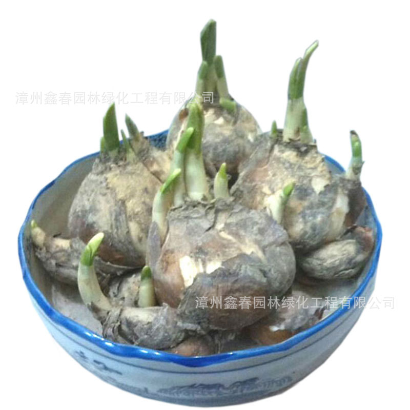 Wholesale of Narcissus Bulbs, Single-Petal and Double-Petal Hydroponic Large Flower Bulbs, New Year's Florals, Produced and Sold by Farmers in Zhangzhou