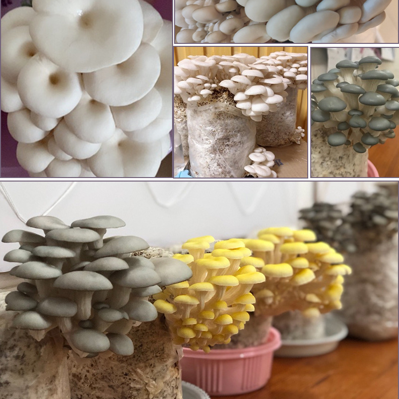 Mushroom Planting Package Kidsren's Mushroom Planting Potted Gift School Kindergarten Mushroom Package DIY Mushroom Planting Blind Box
