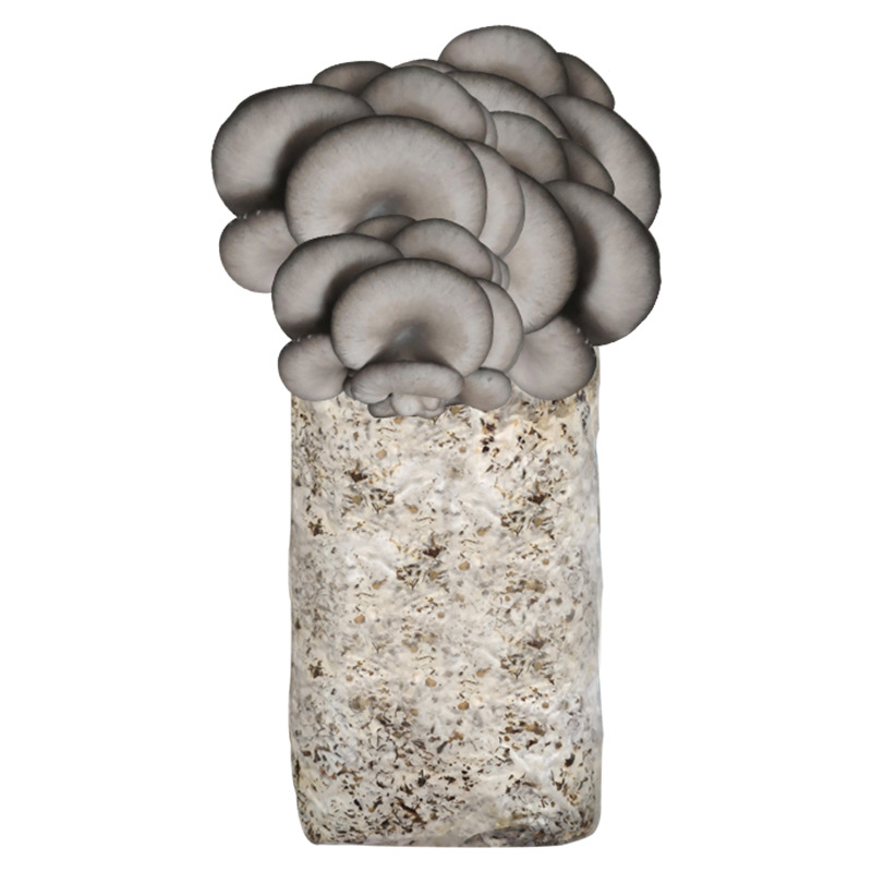 Mushroom Planting Package Kidsren's Mushroom Planting Potted Gift School Kindergarten Mushroom Package DIY Mushroom Planting Blind Box