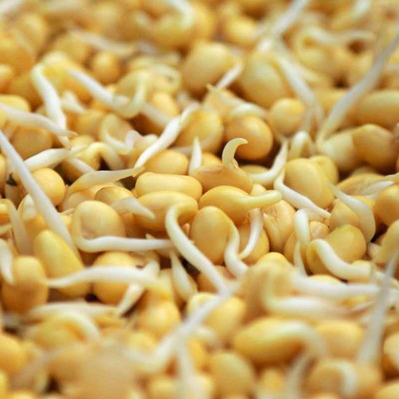 Ready-Made Soybeans Can Be Used to Make Food Tofu Raw Materials Northeast Anhui Large Soybeans Wholesale Cooking Essentials