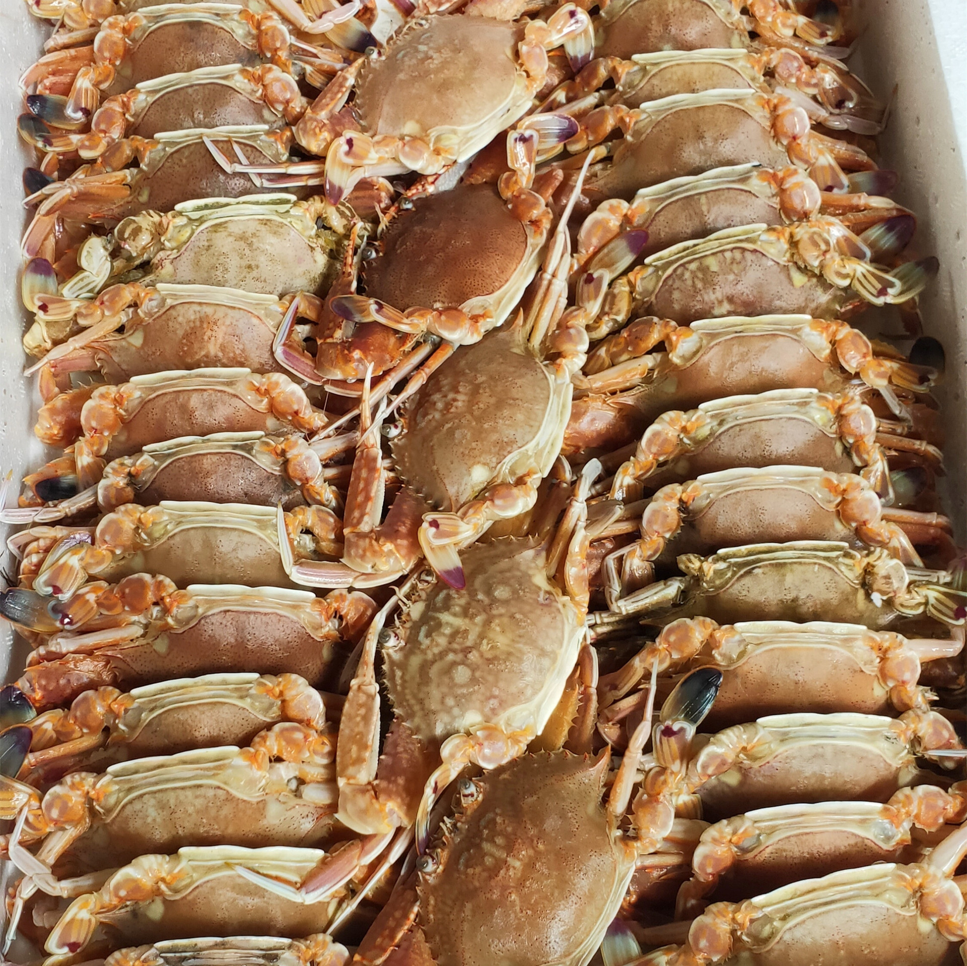 Flat Crab Meat, Hermit Crabs, Thin-Shelled and Delicious, Directly Sold by the Manufacturer, Fresh Seafood, Sweet and Savory, Perfect for Hot Pot, Fresh and Plump