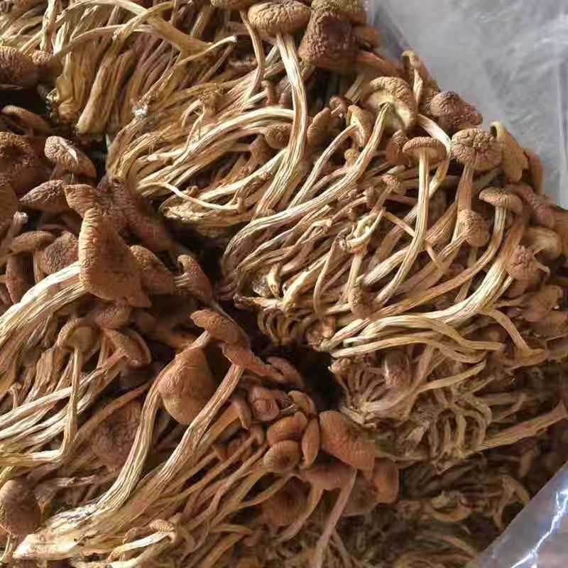Фуцзянь Гутянь сушеные продукты оптом сельскохозяйственные продукты не открытые зонтичные грибы с завода-производителя