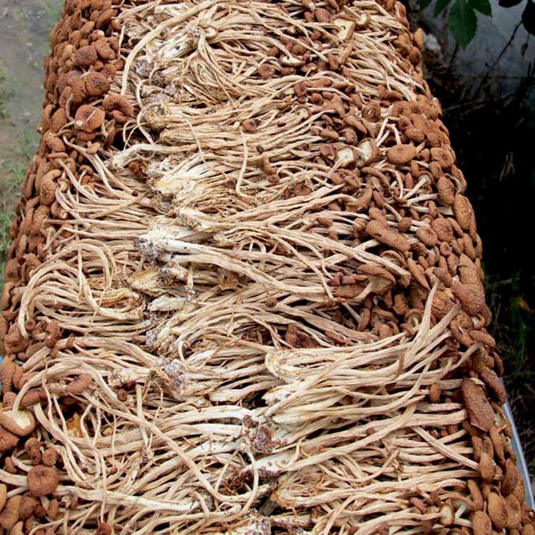 Fujian Gutian tea tree dry goods bulk wholesale agricultural products do not open umbrella tea mushroom factory origin direct hair