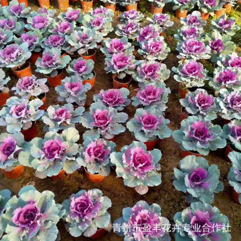 Cup Seedlings Kale Shandong Base Wholesale Large Supply of Kale Cold-Resistant Grass Flower Kale Seedlings