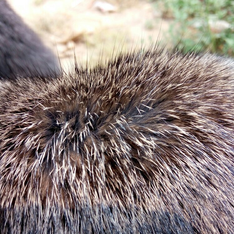 Factory in stock supply rabbit skin primary color rabbit fur zhang decoration handmade accessories turf rabbit skin can be like hair