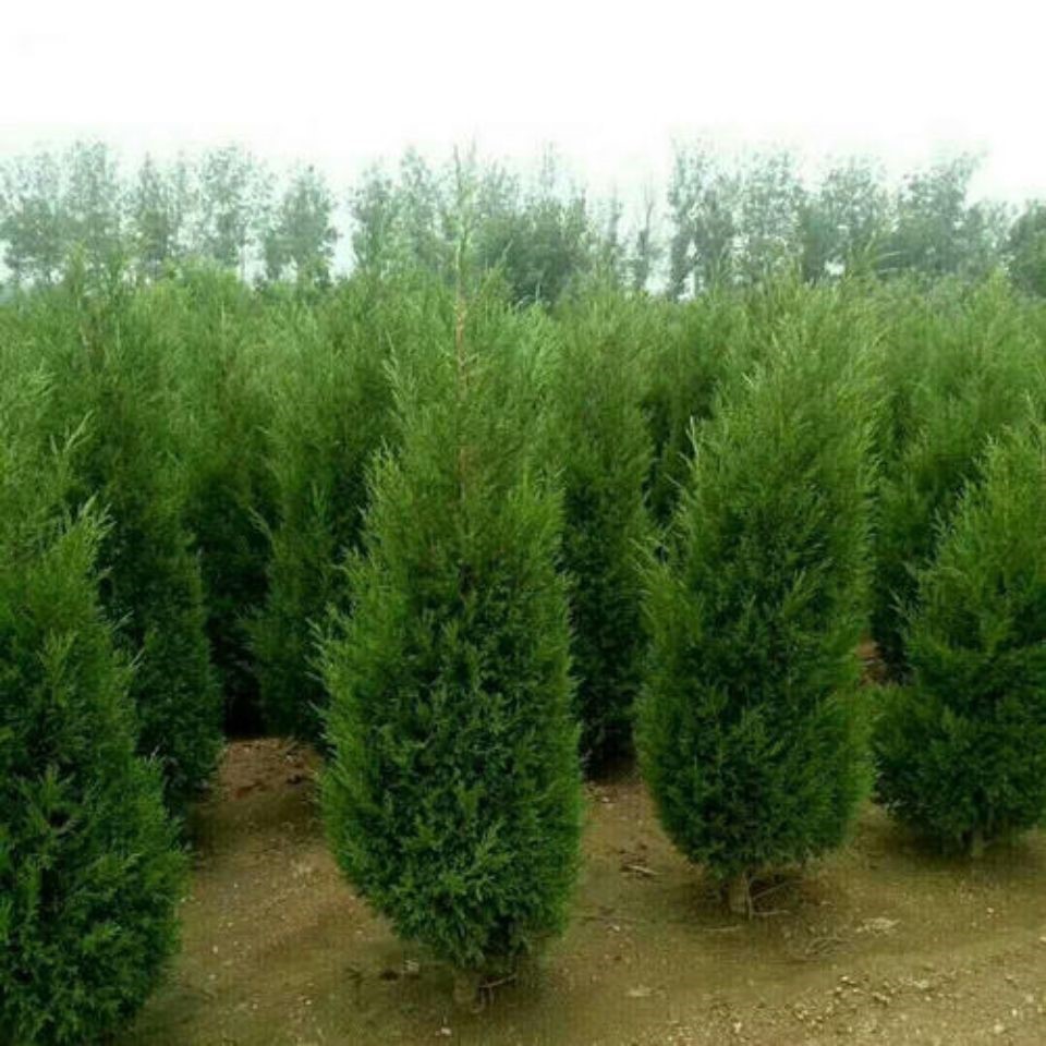 Саженцы кипариса, сосна и кипарис, саженцы Platycladus orientalis, кипарис Хиноки, круглый кипарис, сосна, пагода, сосна, саженцы драконьего кипариса, кладбищенский кипарис, зелёный круглый год