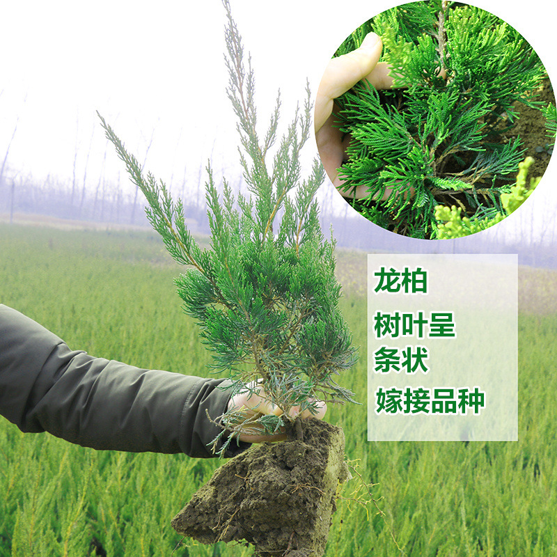 Cypress Saplings, Pine and Cypress, Platycladus Orientalis Saplings, Hinoki Cypress, Round Cypress, Pine Tree, Pagoda, Pine, Dragon Cypress Saplings, Cemetery Cypress, Green All Year Round