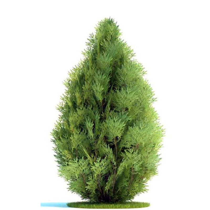 Cypress Saplings, Pine and Cypress, Platycladus Orientalis Saplings, Hinoki Cypress, Round Cypress, Pine Tree, Pagoda, Pine, Dragon Cypress Saplings, Cemetery Cypress, Green All Year Round
