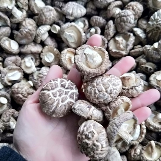 New goods cut foot mushroom origin supply sufficient local specialty dry goods mushroom spring planting mushroom