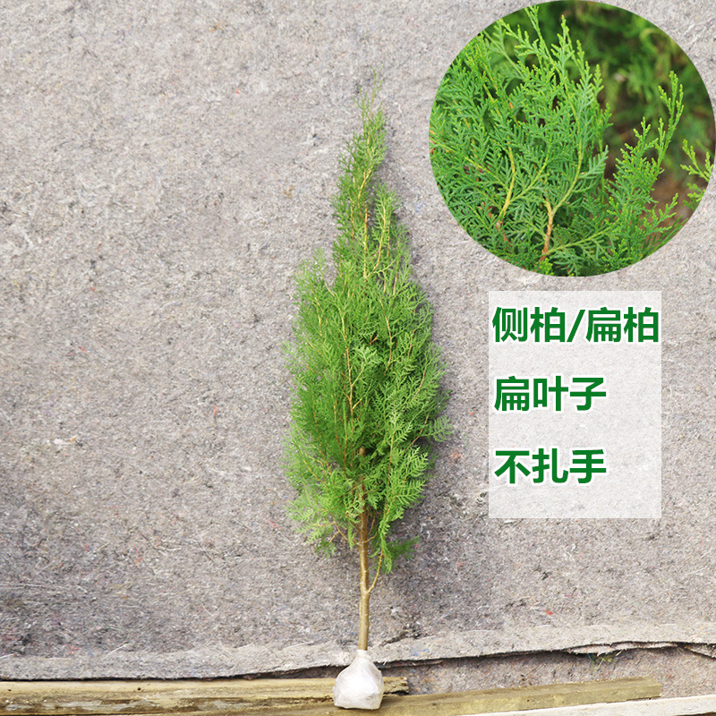 Cypress Saplings, Pine and Cypress, Platycladus Orientalis Saplings, Hinoki Cypress, Round Cypress, Pine Tree, Pagoda, Pine, Dragon Cypress Saplings, Cemetery Cypress, Green All Year Round