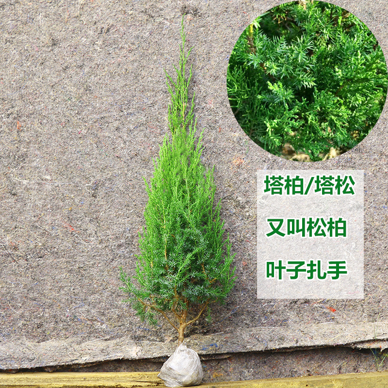 Cypress Saplings, Pine and Cypress, Platycladus Orientalis Saplings, Hinoki Cypress, Round Cypress, Pine Tree, Pagoda, Pine, Dragon Cypress Saplings, Cemetery Cypress, Green All Year Round