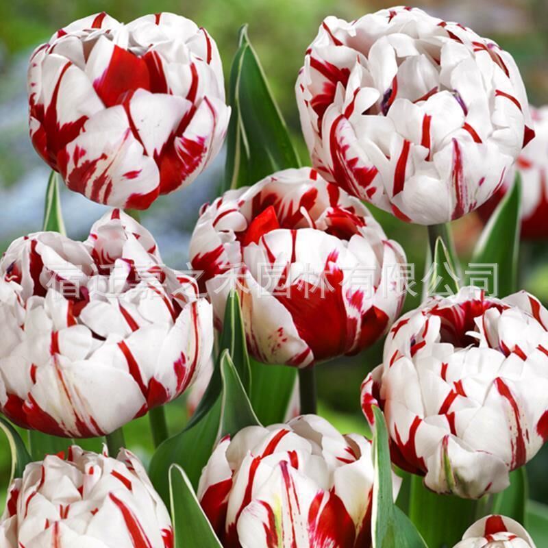 Tulip Bulbs, Flower Seeds, Perennial Hydroponic Soil Culture, Balcony Garden Green Plants, Double Petals, Large Quantity, Excellent Price