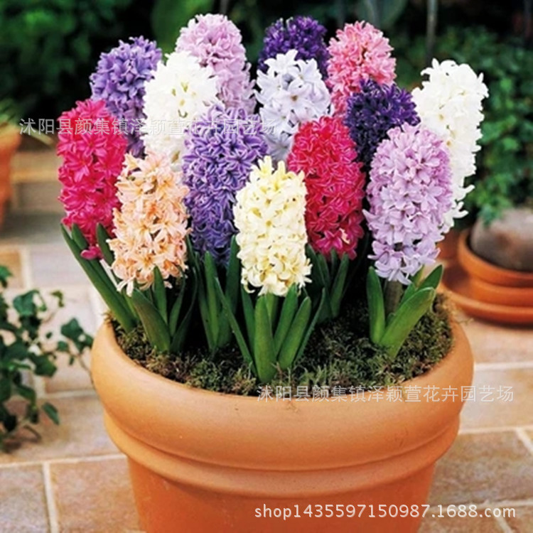Wholesale Hyacinth Bulbs, Hyacinth Potted Plants, Full Colors, Hydroponic Soil Culture Flower Plants, Large Quantity Discounts