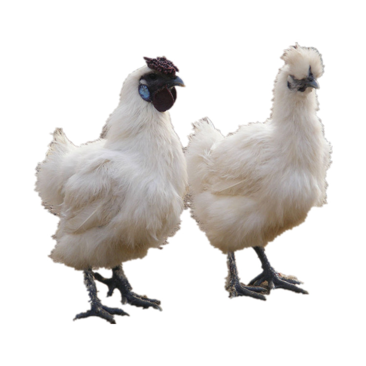 Wholesale One-Day-Old Taihe Black-Bone Chicken Seedlings Mixed Seedlings Mother Seedlings White Black-Bone Chicken Seedlings Silk Feathers Feather Bamboo Silk Black-Bone Chicken Seedlings