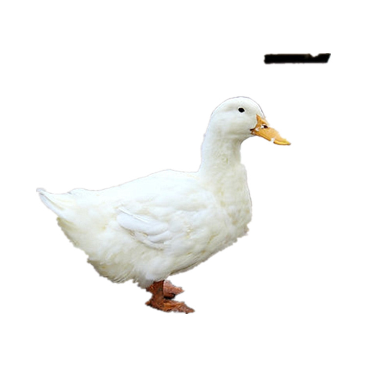 One Day Out of the Shell Cherry Valley Duck Seedlings, White-Feathered Ducks, Beijing Roast Duck, Large-Scale Fast-Type Wholesale Duck Seedlings Live Animals