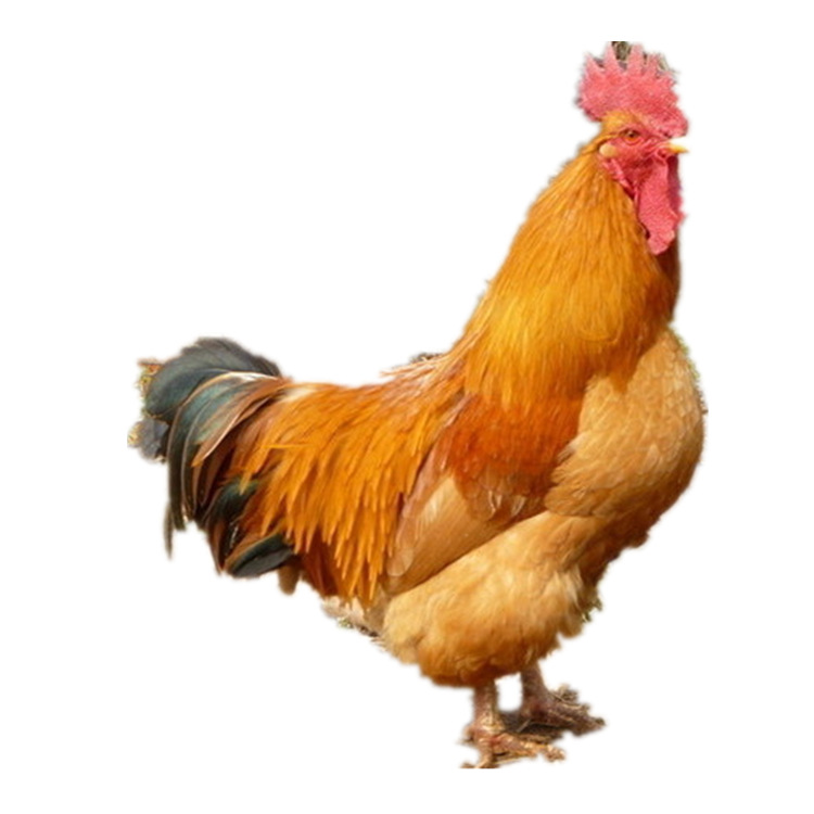 Kuai Dayang Broiler Male Seedlings and Female Seedlings Mixed Large Yellow Feathers 4.5kg Yellow Large Yellow Footed Chicken Seedlings Ma Huang K9/K901