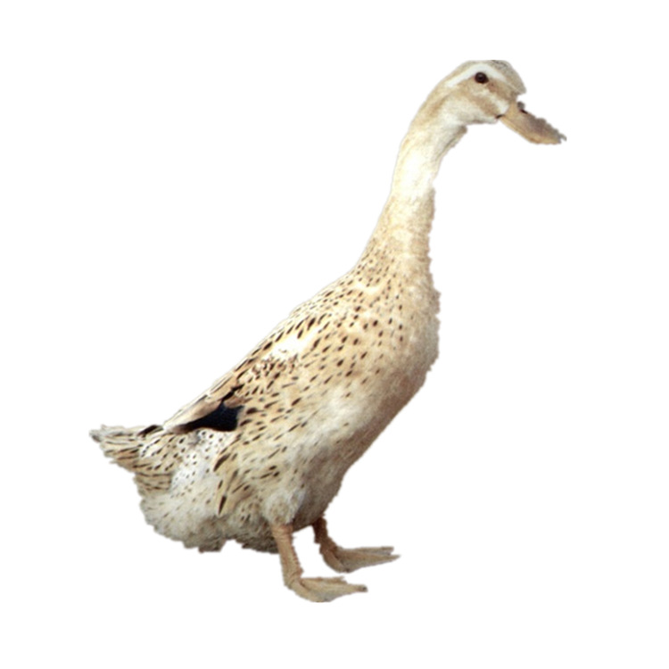 Jiangnan Egg Duck Seedlings, Male Duck Seedlings, Wholesale Hunan Teal Green Shell High-Yielding Egg Duck Seedlings, Green Shell No. 4 Small Yellow Duck Seedlings