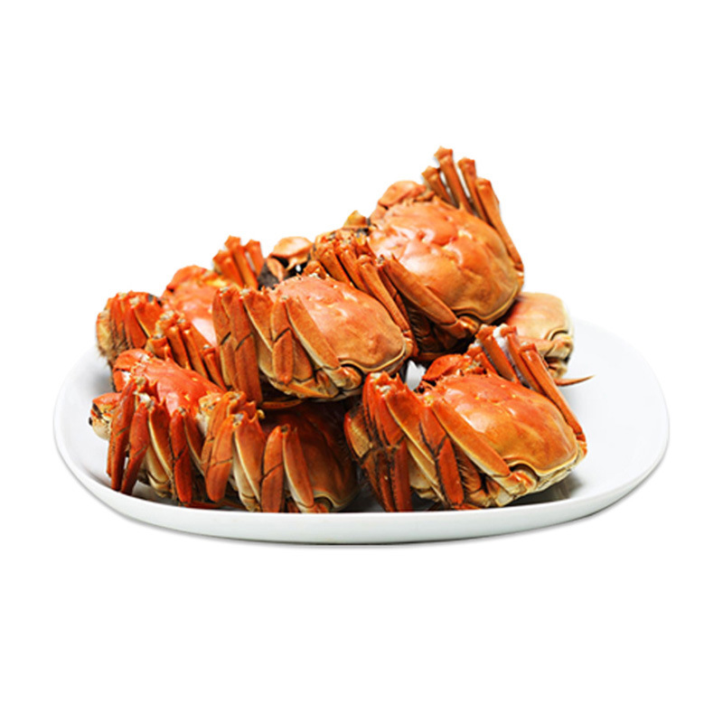 Wholesale Fresh Live Hairy Crabs Single Large Male and Female Crabs Sf Express Free Shipping Gift Box Packed Yangcheng Lake Town Delivery