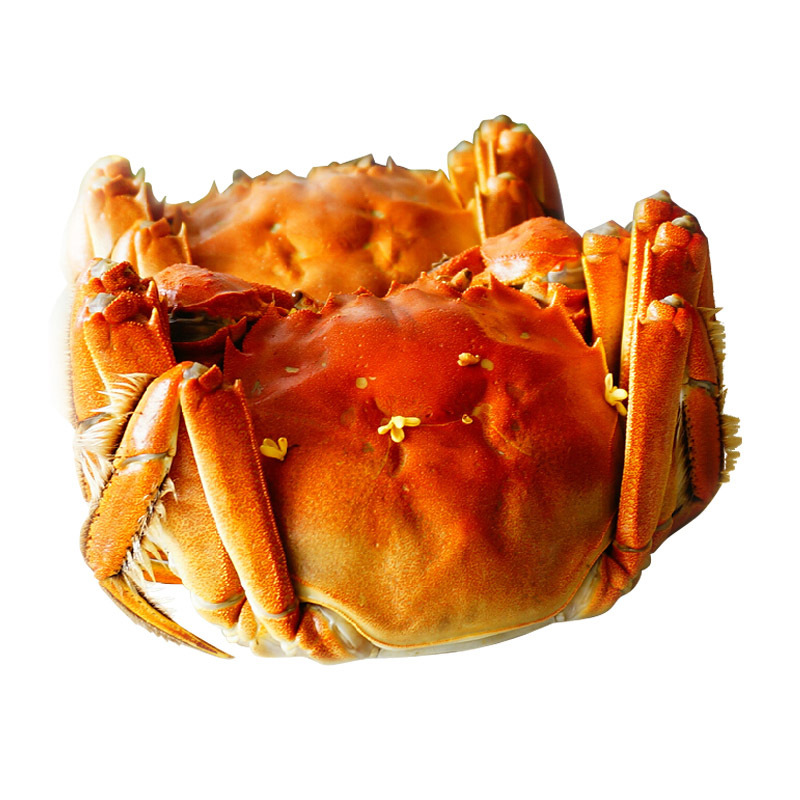 Wholesale Fresh Live Hairy Crabs Single Large Male and Female Crabs Sf Express Free Shipping Gift Box Packed Yangcheng Lake Town Delivery