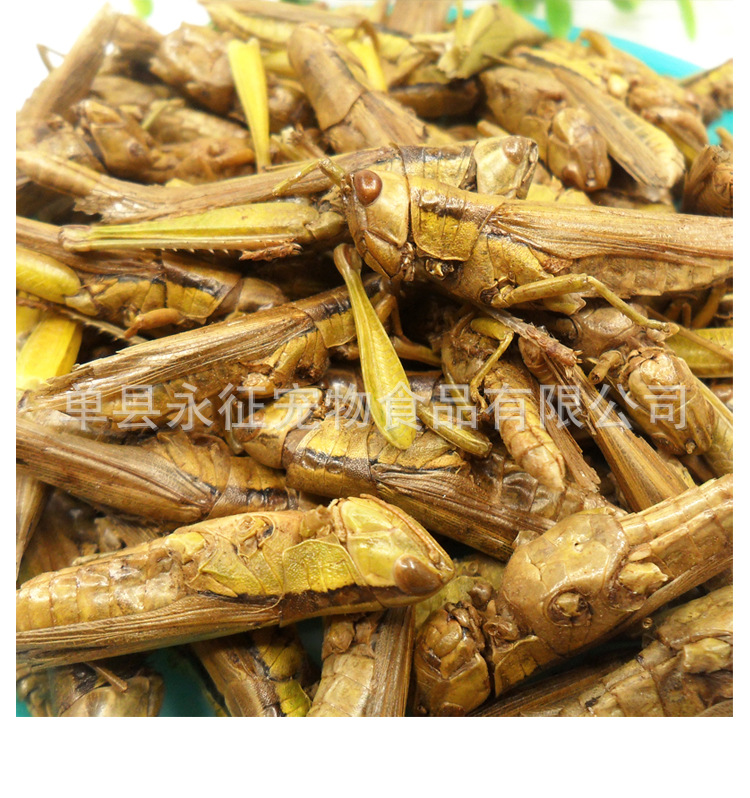 Yongzheng Factory Direct Sales Vacuum Freeze-Dried Rice Grasshopper, Grasshopper, Dried Arowana Ornamental Fish Feed, Bird and Turtle Food, Special Insects