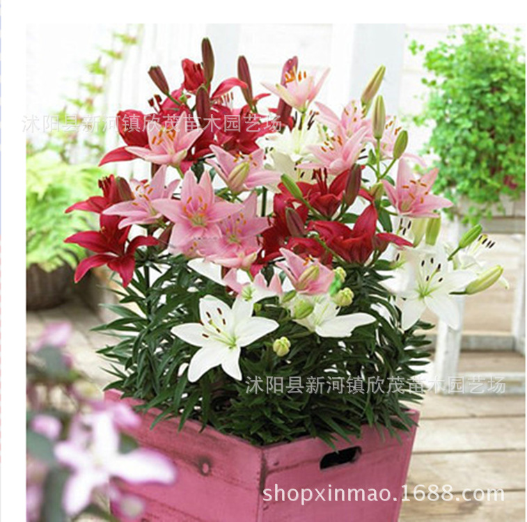 Imported Perfume Lily Bulbs, Extra Large Bulbs That Bloom in All Seasons and Are Easy to Grow with Roots and Buds, Fresh Cut Flower Lily Bulbs