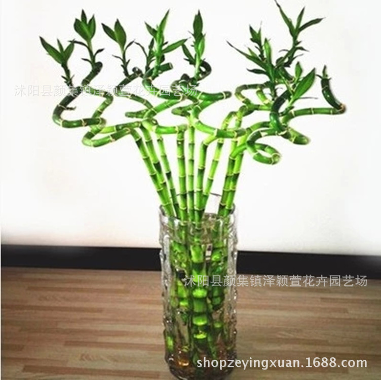 Wholesale Transfer Bamboo, Curved Bamboo, Large-Leaf Bamboo, Water-Cultured Plants, Flower Bonsai, Indoor Potted Plants to Purify the Air