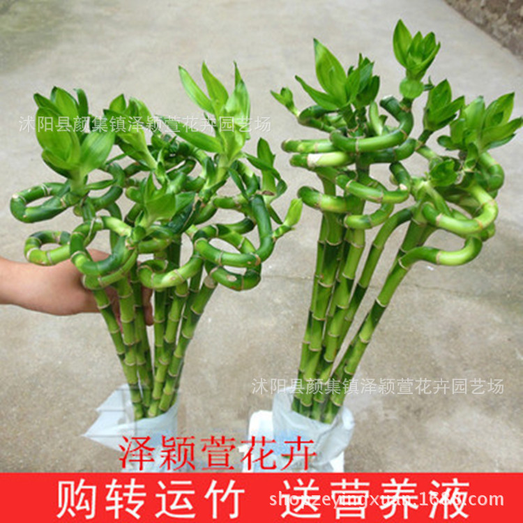 Оптовая продажа бамбука, изогнутый бамбук, бамбук с крупными листьями, водные растения, цветочный бонсай, комнатные растения для очистки воздуха
