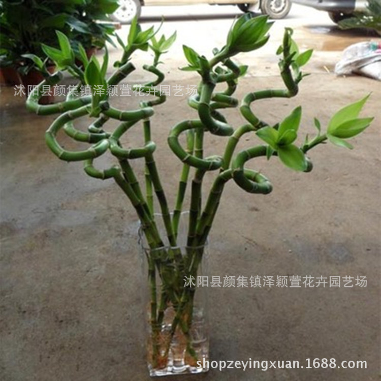 Wholesale Transfer Bamboo, Curved Bamboo, Large-Leaf Bamboo, Water-Cultured Plants, Flower Bonsai, Indoor Potted Plants to Purify the Air