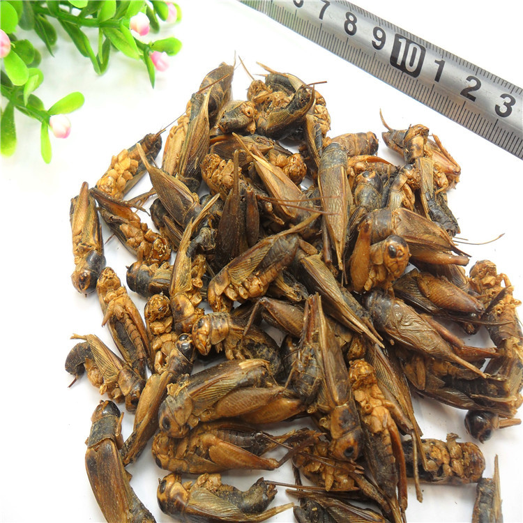 Yongzheng Manufacturer Directly Supplies Microwave-Dried Cricket, Grasshopper, Ornamental Fish Feed, Turtle, Bird, Poultry, Insect Special Feed