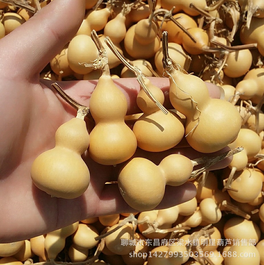 Origin direct supply of natural gourd text play hand twist small gourd play iron gold American gourd grass gold