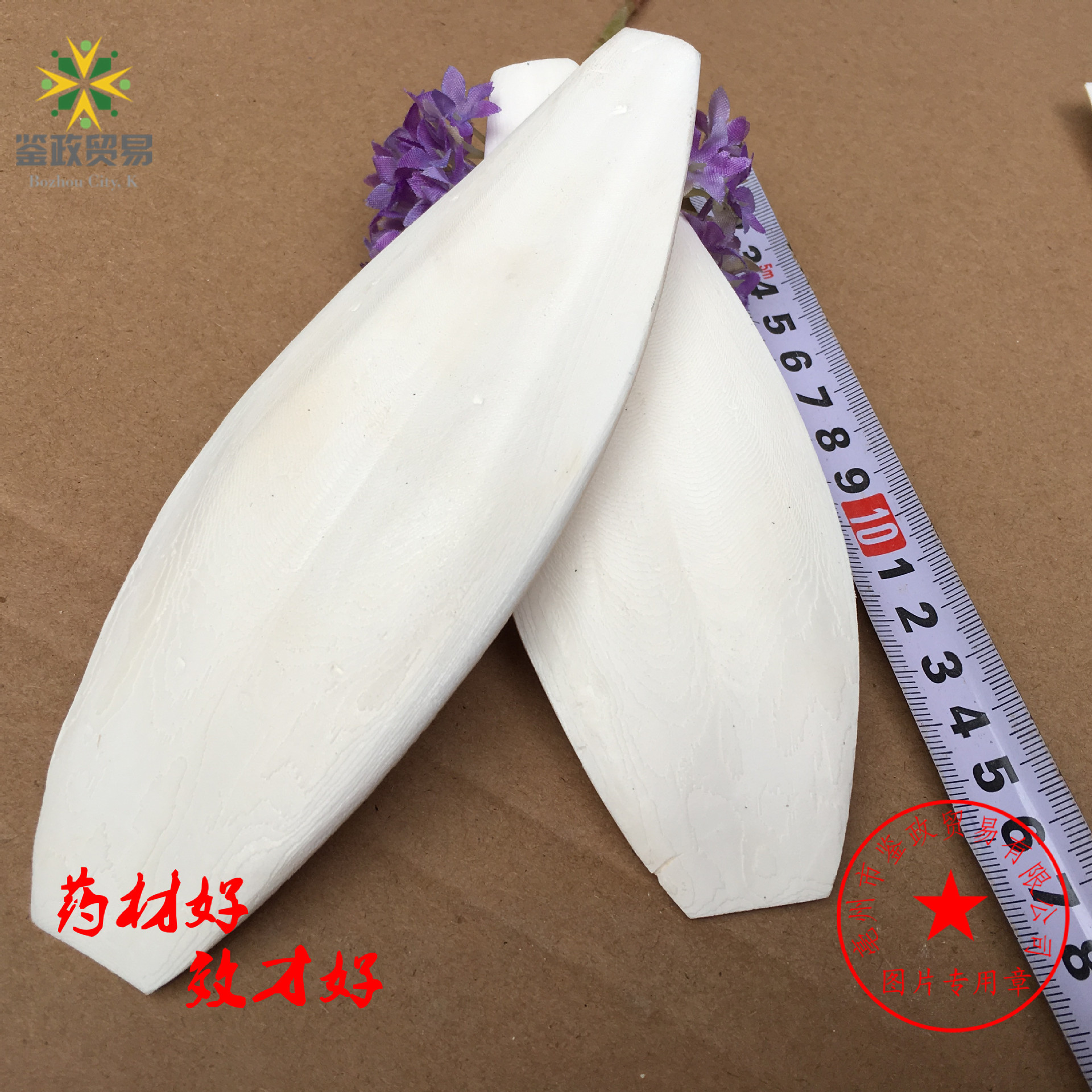 Wholesale Cuttlefish Bone Polishing and Trimming Jellyfish Pet Teeth Grinding New Goods Squid Bone Agricultural Products Jellyfish B