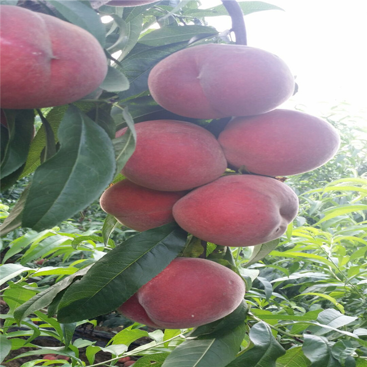 Саженцы зимнего снежного персика, позднеспелые новые сорта персиков, созревают в ноябре, хрустящие и сладкие, оптовая продажа позднеспелых зимних саженцев персиков