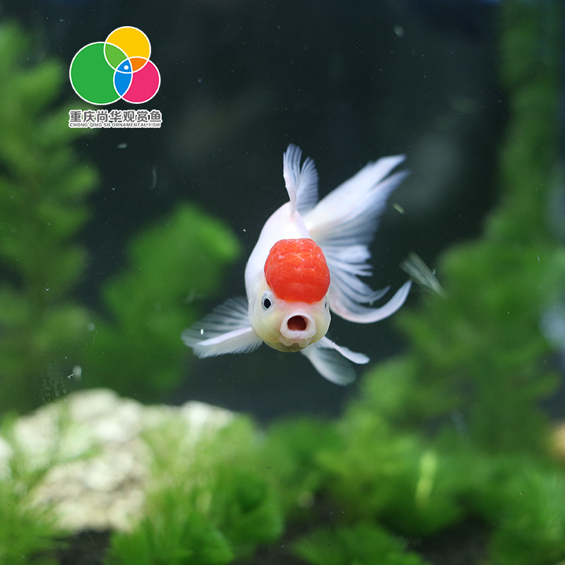 Fishery farms wholesale ornamental fish live small goldfish tropical fish cold water fish ornamental live Fry