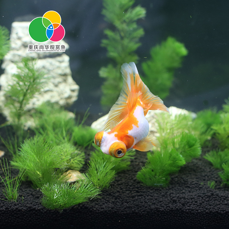 Fishery farms wholesale ornamental fish live small goldfish tropical fish cold water fish ornamental live Fry