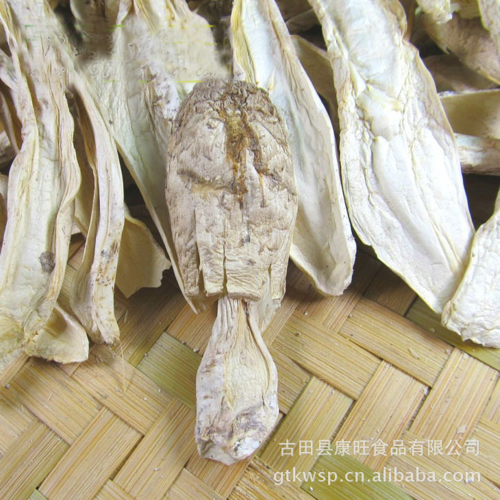 Kangwang Chicken Leg Mushroom Bulk 500g Dry Goods Sulfur-Free Chicken Leg Mushroom Thorn Mushroom Gutian Specialty Factory Direct Sales Wholesale