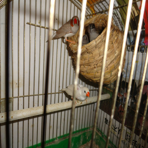 Bird Nest bird cage grass nest peony bird Pearl tiger skin parrot ten sisters colorful breeding nest bird nest supplies utensils