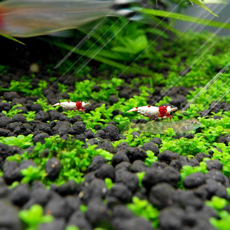 Fish Tank Decoration Aquatic Plant Seed Package Foreground Mini Small Leaf Plant Aquarium Living Landscaping Real Aquatic Plants