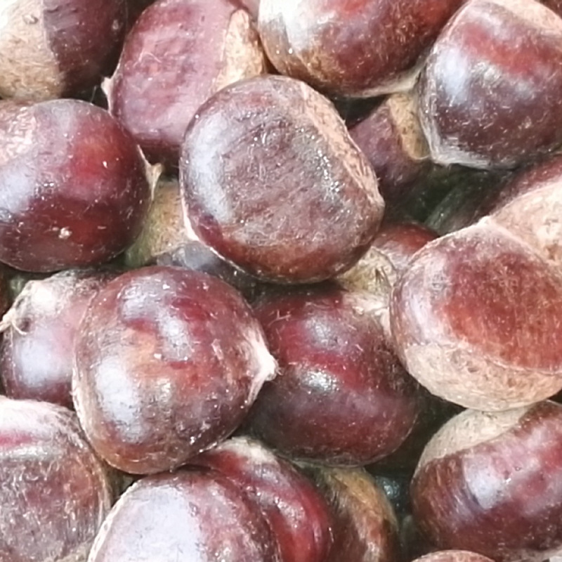 Wholesale Fresh Chestnuts for Roasting/Yunnan Sweet Chestnuts/Guangxi and Guizhou Raw Oil Chestnut Seeds, Large Chestnuts Freshly Picked and Roasted