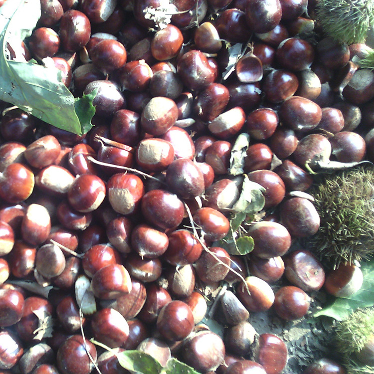 Аутентичные каштаны Qianxi 3113, сладкие каштановые семена, ищем партнеров