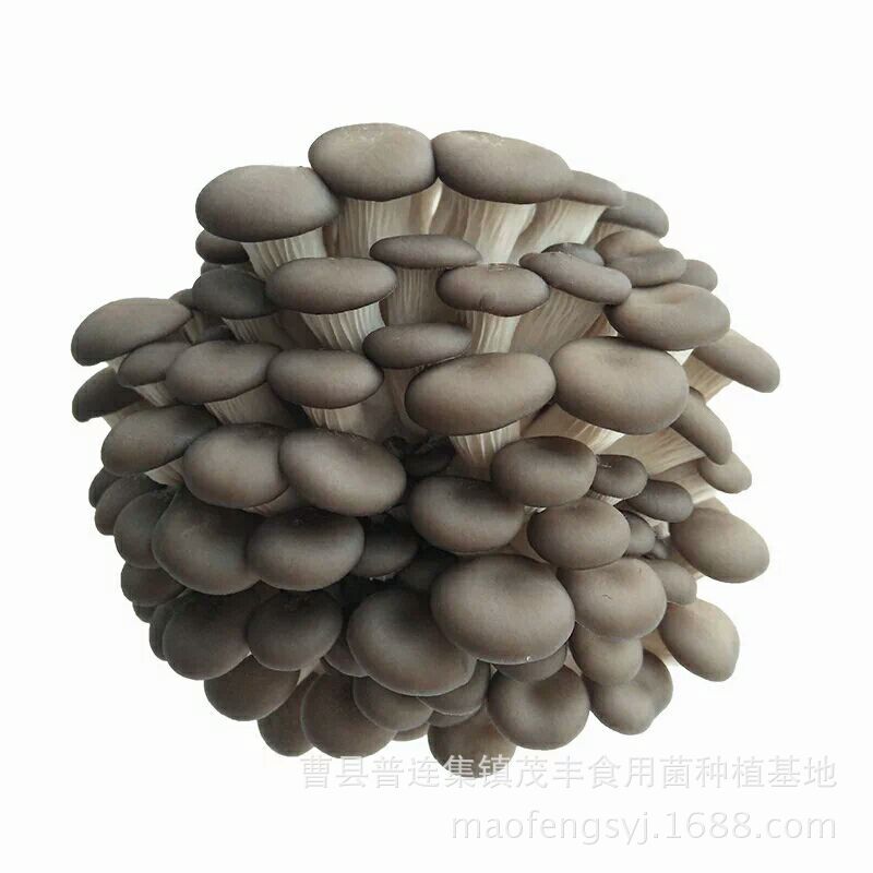 Factory wholesale Mushroom mushroom package large mushroom package mushroom planting package mushroom stick mushroom package