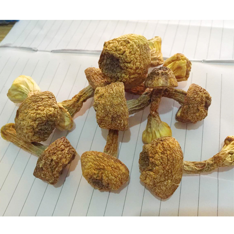 Грибы Агарикс Блазеи сухие Юннань 500г специальность Бразилия