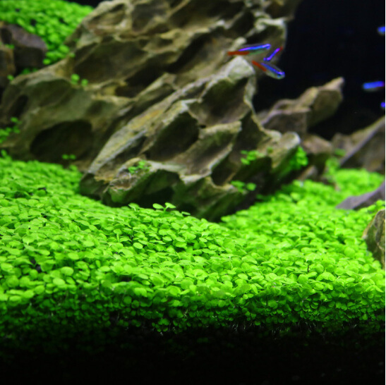 Aquatic grass seeds mini pair leaf foreground grass big leaf Pearl seeds fish tank aquarium landscaping decoration wholesale