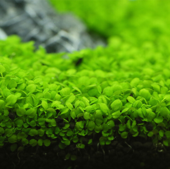 Aquatic grass seeds mini pair leaf foreground grass big leaf Pearl seeds fish tank aquarium landscaping decoration wholesale