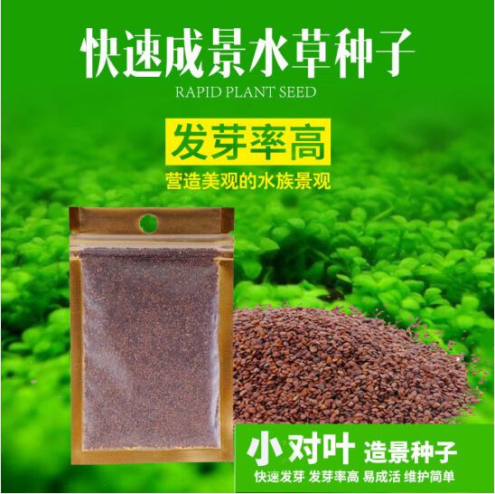 Aquatic grass seeds mini pair leaf foreground grass big leaf Pearl seeds fish tank aquarium landscaping decoration wholesale