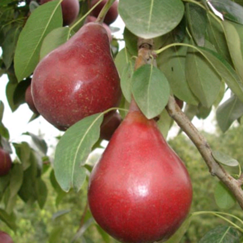 Golden Pear Saplings, Zaosu Red Pear Sapling Base Cultivation, Pear Sapling Planting and Management