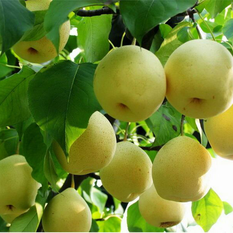 Саженцы золотой груши, саженцы красной груши Zaosu, база для выращивания саженцев груши, посадка и управление саженцами груши