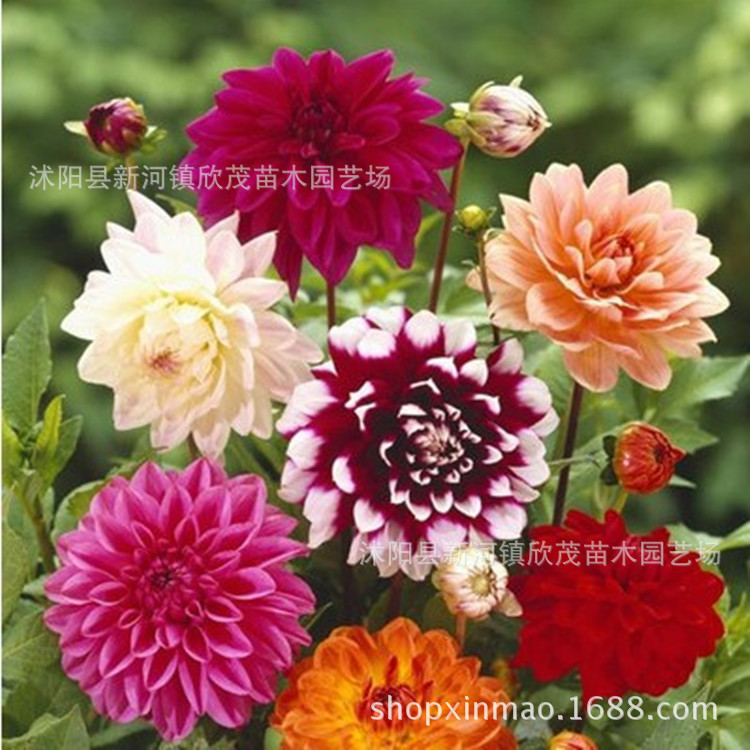 Dahlia Bulbs, Double Flower Bulbs, Four-Season Bulbs, Sweet Potato Flower Seeds, Bulbs, Flower Garden Planting Dahlia Bulbs