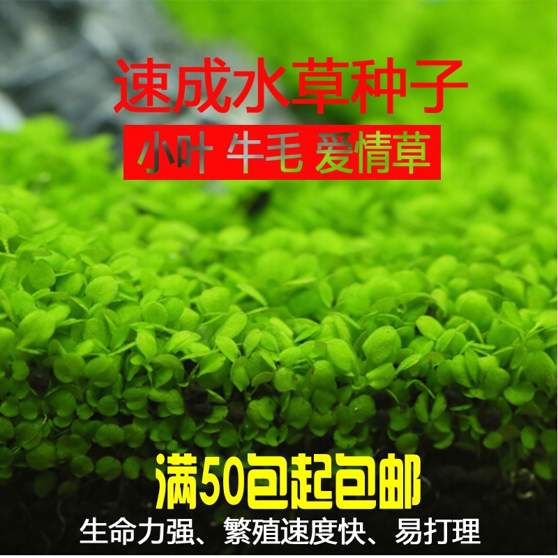 Семена водной травы, мини-пара, оптовая продажа для озеленения аквариума