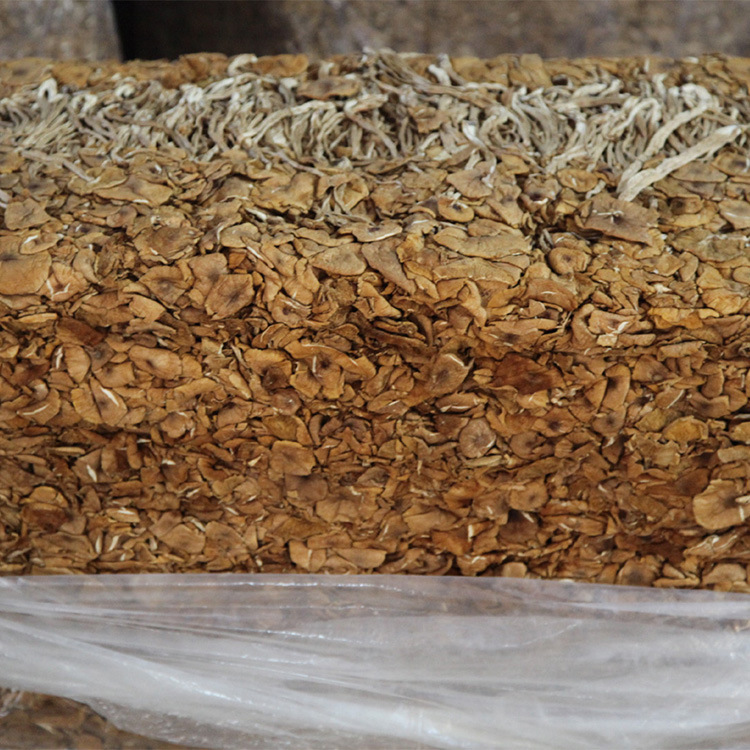 Новые товары Гутянь, открытые чайные грибы, оптовая продажа