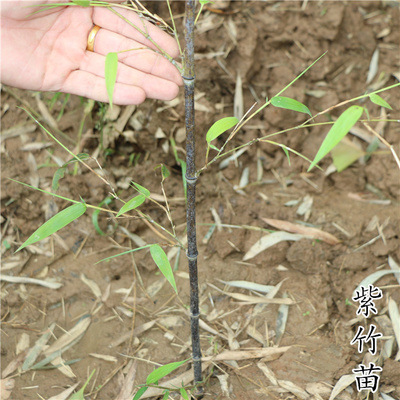 Purple Bamboo Seedlings, Green Bamboo Seedlings, Gold Inlaid Jade Bamboo Seedlings, Moso Bamboo Seedlings, Courtyard Bamboo, Courtyard Wall Plants, Potted Plants, Ground Planting and Greening